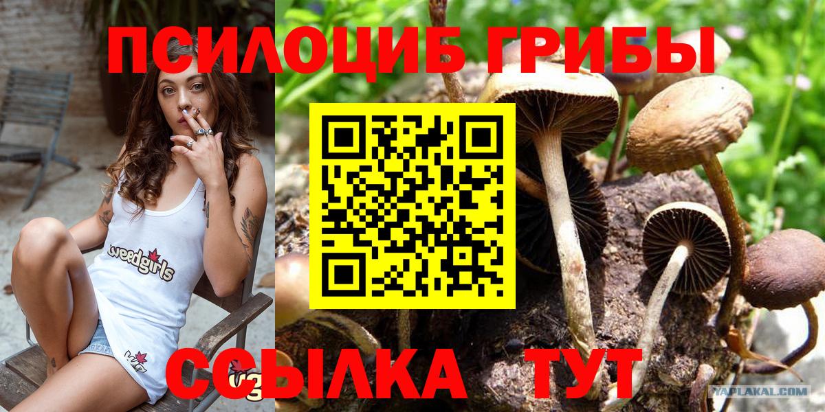 закладка  Псилоцибиновые грибы мухоморы  Будённовск  Псилоцибиновые грибы Cubensis 