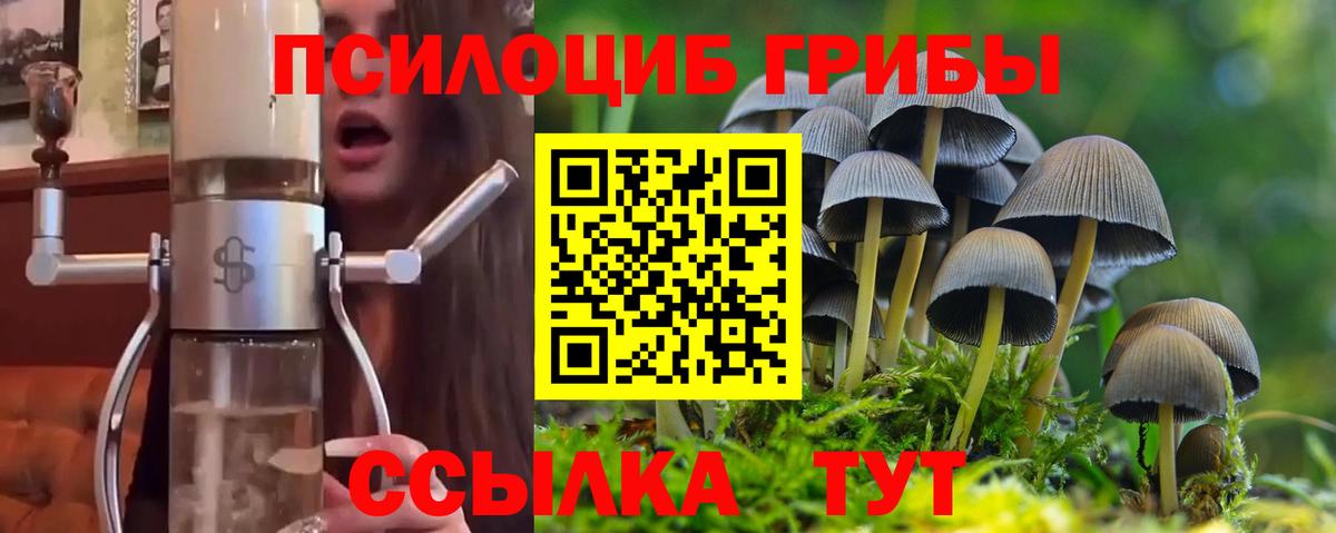 Будённовск  Галлюциногенные грибы Psilocybine cubensis  Вход с VPN 